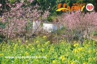春天花事 -最近澳門的千畝櫻花園