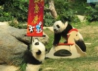 熊貓開心家族伴你共渡新春佳節