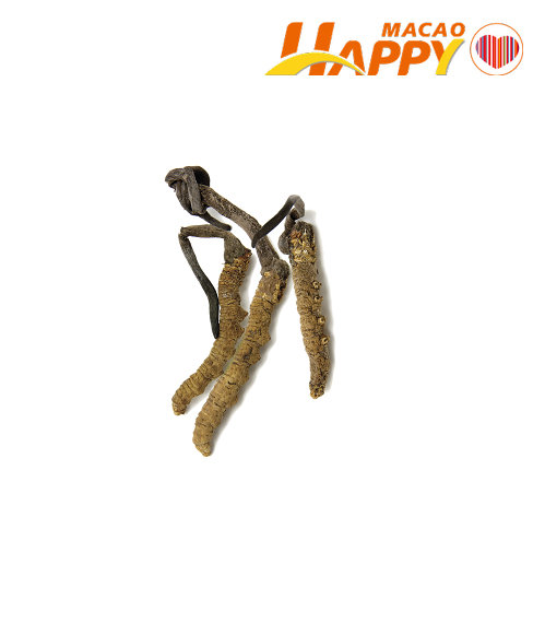 Cordyceps_Mushroom_copy