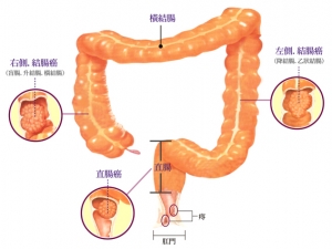 大腸癌篩查先導計劃免費檢查