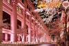 東京文華東方酒店極致櫻花體驗