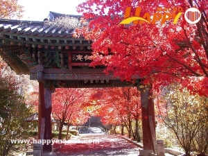 韓國紅葉開放預測2019 - 京畿道