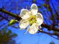 梅花香氣保健養生