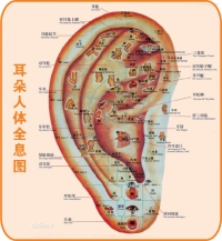 齊來認識耳穴療法