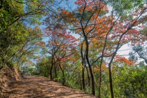 澳門紅葉徑