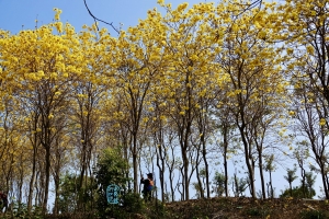 雲梯山花海 過萬枝黃花風鈴木綻放